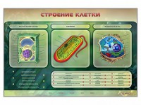 Электрифицированный стенд "Строение клетки" с маркерными полями - fgospostavki.ru - Лобня