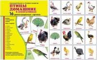 Демонстрационные карточки "Птицы домашние и декоративные" - fgospostavki.ru - Лобня