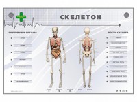 Электрифицированный стенд-тренажер "Скелетон" - fgospostavki.ru - Лобня