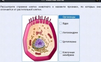 Интерактивные курсы. Биология 8 класс. Базовый - fgospostavki.ru - Лобня