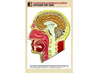 Рельефная таблица "Сагиттальный разрез головы" (формат А1, матовое ламинирование) - fgospostavki.ru - Лобня