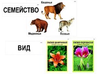 Модель-аппликация "Классификация растений и животных" (ламинированная) - fgospostavki.ru - Лобня