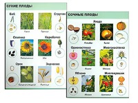 Коллекция "Семена и плоды" - fgospostavki.ru - Лобня