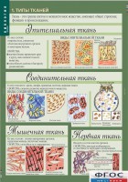 Комплект таблиц. Биология 8-9 класс. Человек. - fgospostavki.ru - Лобня