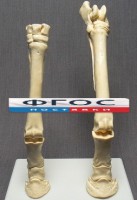 Скелет конечности лошади (передняя и задняя) на подставке - fgospostavki.ru - Лобня