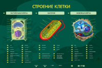 Электрифицированный стенд "Строение клетки" с маркерными полями - fgospostavki.ru - Лобня
