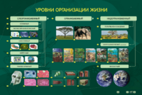 Электрифицированный стенд "Уровни организации жизни" - fgospostavki.ru - Лобня