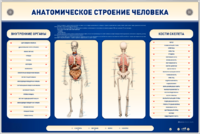Электрифицированный стенд-тренажер c макетом скелета "Анатомическое строение человека" - fgospostavki.ru - Лобня