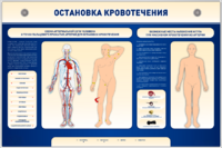 Электрифицированный стенд-тренажер "Остановка кровотечения" - fgospostavki.ru - Лобня