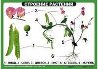 Комплект таблиц "Ознакомление с окружающим миром 1-4 класс" - fgospostavki.ru - Лобня