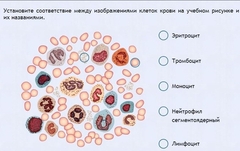 Интерактивные курсы. Биология 11 класс. Расширенный. - fgospostavki.ru - Лобня