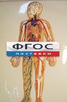 Модель барельефная "Кровеносная система человека" - fgospostavki.ru - Лобня
