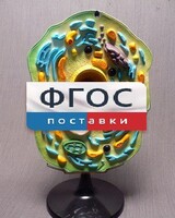 Модель "Клетка растения" - fgospostavki.ru - Лобня