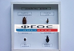 Коллекция "Семейство жуков" - fgospostavki.ru - Лобня
