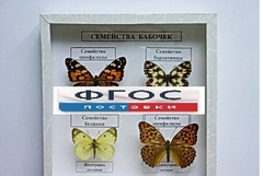 Коллекция "Семейство бабочек" - fgospostavki.ru - Лобня