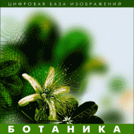 Ботаника. (Цифровая база изображений) - fgospostavki.ru - Лобня