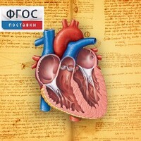 Анатомия (Цифровой атлас школьника) - fgospostavki.ru - Лобня