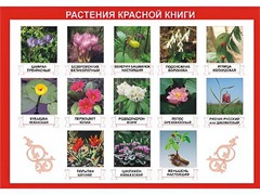 Таблица демонстрационная "Растения Красной книги" (винил 70*100) - fgospostavki.ru - Лобня