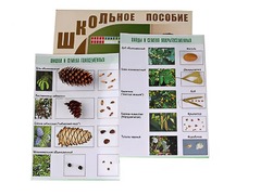 Коллекция "Шишки, плоды, семена деревьев и кустарников" - fgospostavki.ru - Лобня