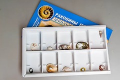 Коллекция "Раковины моллюсков" - fgospostavki.ru - Лобня