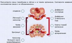 Интерактивные курсы. Биология 9 класс. Расширенный. - fgospostavki.ru - Лобня