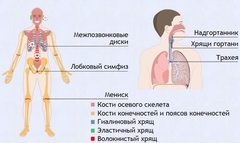 Интерактивные курсы. Биология 9 класс. Базовый. - fgospostavki.ru - Лобня
