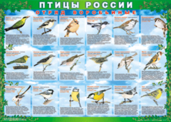 Комплект таблиц "Птицы России (4 листа)" (100х140 сантиметров, винил) - fgospostavki.ru - Лобня