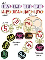 Модель-аппликация Биосинтез белка - fgospostavki.ru - Лобня