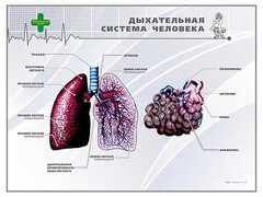 Стенд "Дыхательная система человека" - fgospostavki.ru - Лобня