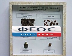 Коллекция энтомологическая "Примеры защитных приспособлений у насекомых" - fgospostavki.ru - Лобня