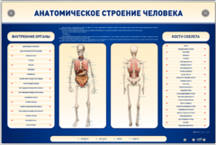 Электрифицированный стенд-тренажер c макетом скелета "Анатомическое строение человека" - fgospostavki.ru - Лобня