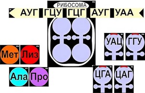 Модель-аппликация "Биосинтез белка" (ламинированная) - fgospostavki.ru - Лобня
