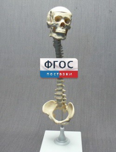 Модель "Позвоночник с черепом и тазом" - fgospostavki.ru - Лобня