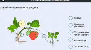 Интерактивные курсы. Биология 7 класс. Расширенный. - fgospostavki.ru - Лобня