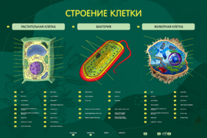 Электрифицированный стенд "Строение клетки" с маркерными полями - fgospostavki.ru - Лобня