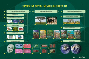 Электрифицированный стенд "Уровни организации жизни" - fgospostavki.ru - Лобня