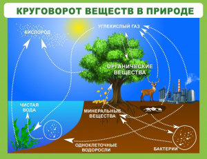 Стенд "Круговорот веществ" - fgospostavki.ru - Лобня