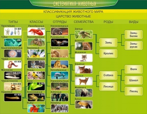 Стенд "Систематика животных" - fgospostavki.ru - Лобня