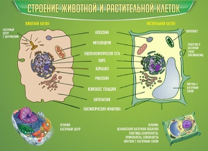 Стенд "Строение животной и растительной клеток" - fgospostavki.ru - Лобня