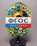 Модель "Клетка растения" - fgospostavki.ru - Лобня