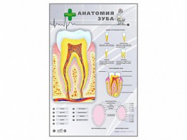 Электрифицированный стенд "Анатомия зуба" - fgospostavki.ru - Лобня