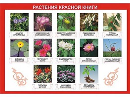 Таблица демонстрационная "Растения Красной книги" (винил 70*100) - fgospostavki.ru - Лобня