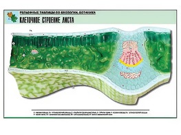 Рельефная таблица "Клеточное строение листа" (формат А1, матовое ламинирование) - fgospostavki.ru - Лобня