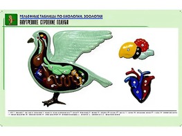 Рельефная таблица "Внутреннее строение голубя" (формат А1, матовое ламинирование) - fgospostavki.ru - Лобня
