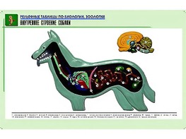 Рельефная таблица "Внутреннее строение собаки" (формат А1, матовое ламинирование) - fgospostavki.ru - Лобня