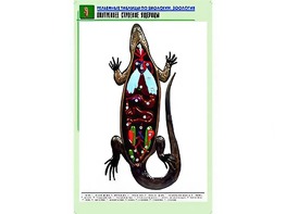 Рельефная таблица "Внутреннее строение ящерицы" (формат А1, матовое ламинирование) - fgospostavki.ru - Лобня