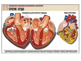 Рельефная таблица "Строение сердца" (формат А1, матовое ламинирование) - fgospostavki.ru - Лобня