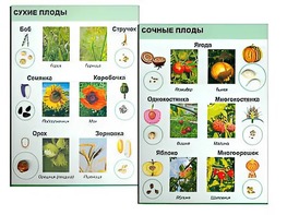 Коллекция "Семена и плоды" - fgospostavki.ru - Лобня