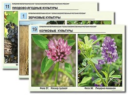 Гербарий фотографический "Сельскохозяйственные растения России" - fgospostavki.ru - Лобня