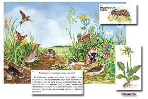 Магнитный плакат-аппликация "Луг: биоразнообразие и взаимосвязи в сообществе" - fgospostavki.ru - Лобня